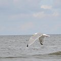 Nisko latające mewy na plaży w Pogorzelicy