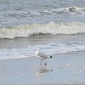 Nisko latające mewy na plaży w Pogorzelicy