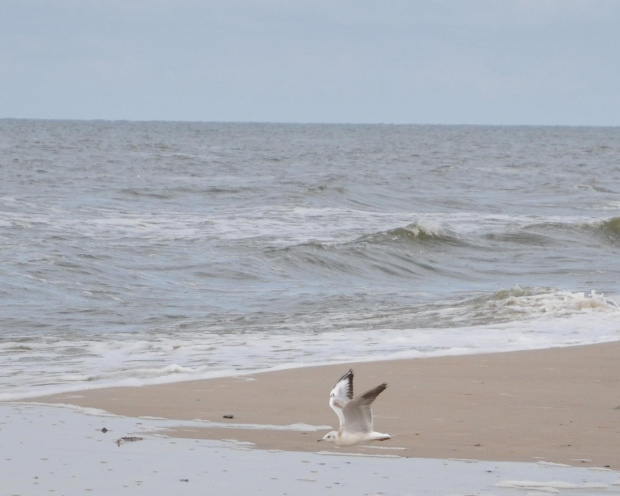 Nisko latające mewy na plaży w Pogorzelicy