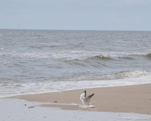 Nisko latające mewy na plaży w Pogorzelicy