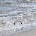 Nisko latające mewy na plaży w Pogorzelicy