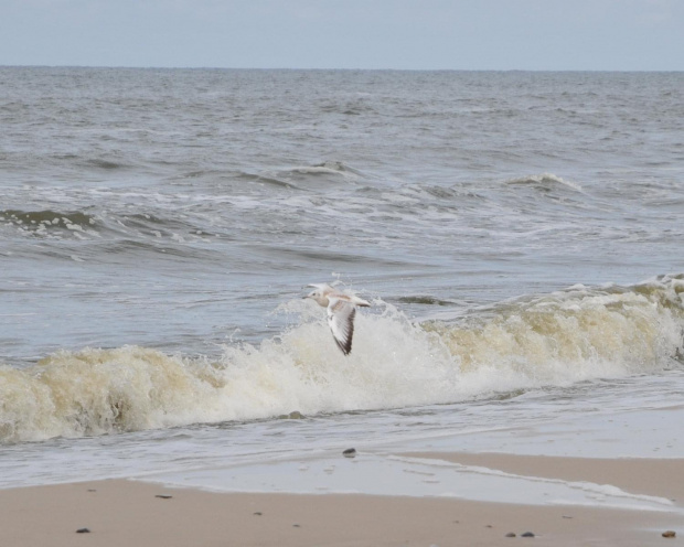 Nisko latające mewy na plaży w Pogorzelicy