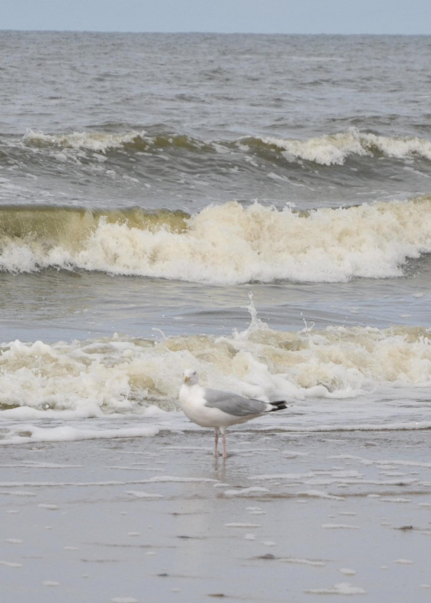 Nisko latające mewy na plaży w Pogorzelicy