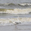 Nisko latające mewy na plaży w Pogorzelicy