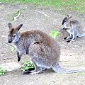 kangury #zwierzęta