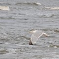 Nisko latające mewy na plaży w Pogorzelicy