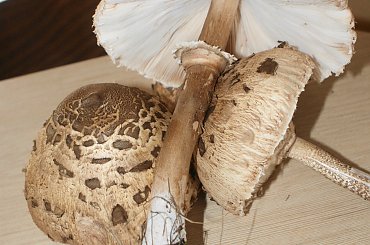 Kania, Sowa #Kania #Sowa #grzyby #mushrooms #xnifar #rafinski