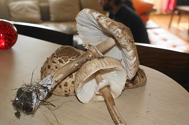 Kania, Sowa #Kania #Sowa #grzyby #mushrooms #xnifar #rafinski