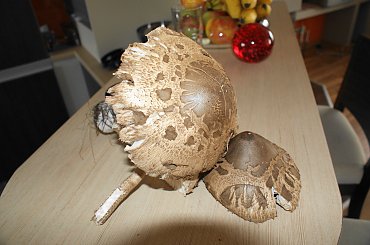 Kania, Sowa #Kania #Sowa #grzyby #mushrooms #xnifar #rafinski