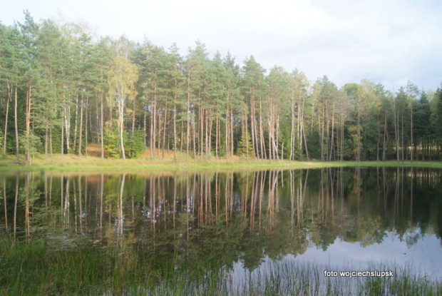 takie tam leśne