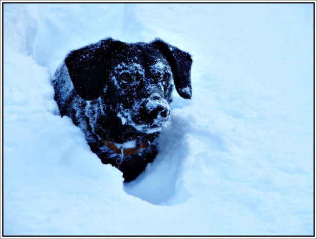 Mój pies Max w śniegowym jeziorku.. ;DD