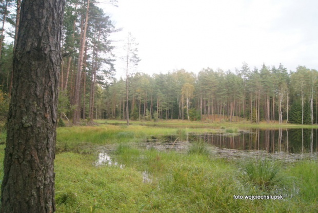 takie tam leśne