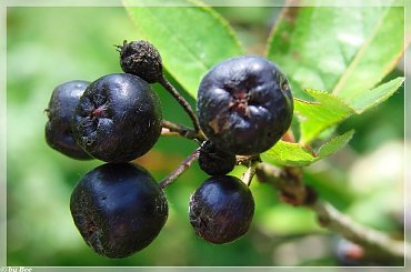 #aronia #owoce #działka