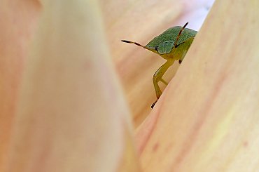 #insekty #macro #dalie