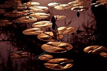 oazis... #nenufary #KwiatyPolskie #przyroda #fotoel