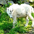 Koza z Gór Skalistych. #zwierzęta