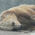 Niedźwiedź śpi po obiedzie. #zwierzęta