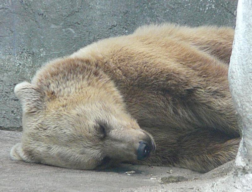 Niedźwiedź śpi po obiedzie. #zwierzęta