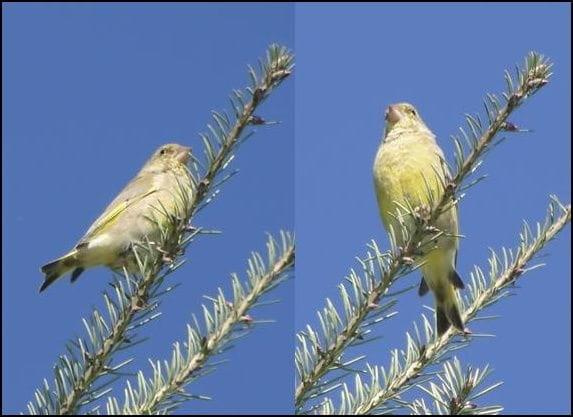 Dzwoniec - Carduelis chloris