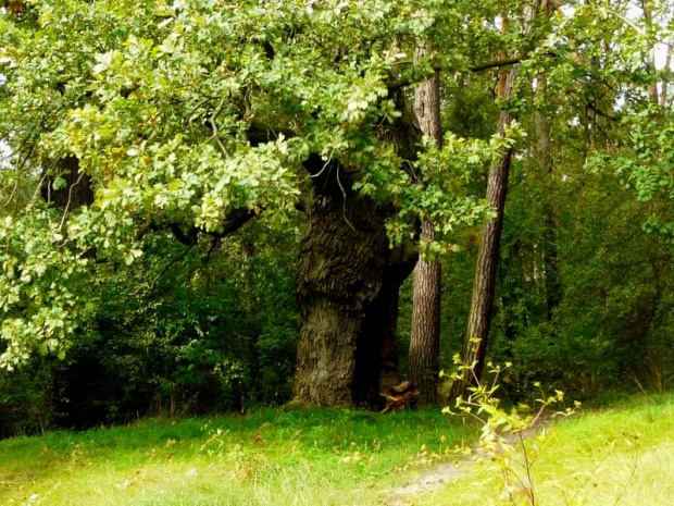 Dąb na skraju łąki, pod lasem, z tej odległości wygląda, że jest zdrowy. #drzewa