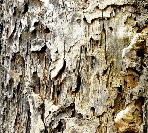 Jasna plama., dąb pozbawiony kory przez owada kozioroga dębosza, który jest chroniony, dęby również są chronione.
Tutaj przyroda rządzi się swoimi prawami bez ingerencji człowieka. #drzewa