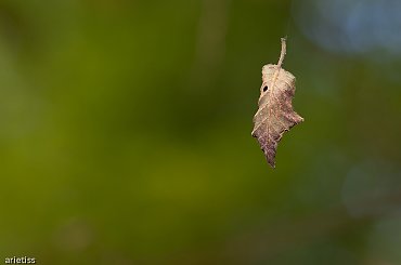 Jesień, ach to ty...? #jesień #natura #liść #arietiss