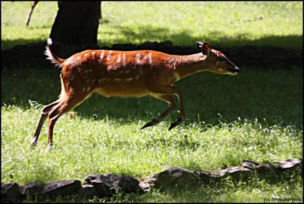 SITATUNGA,,,