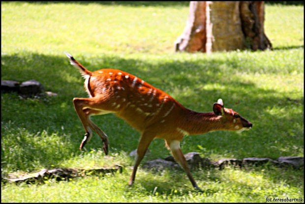 SITATUNGA...