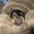 #rottweiler #rottka #szczenięta