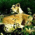 Odpoczywające lwy. #zwierzęta