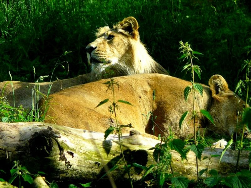 Odpoczywające lwy. #zwierzęta
