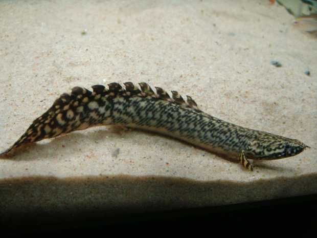 Polypterus ornatipinnis