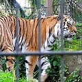 tygrys #zwierzęta