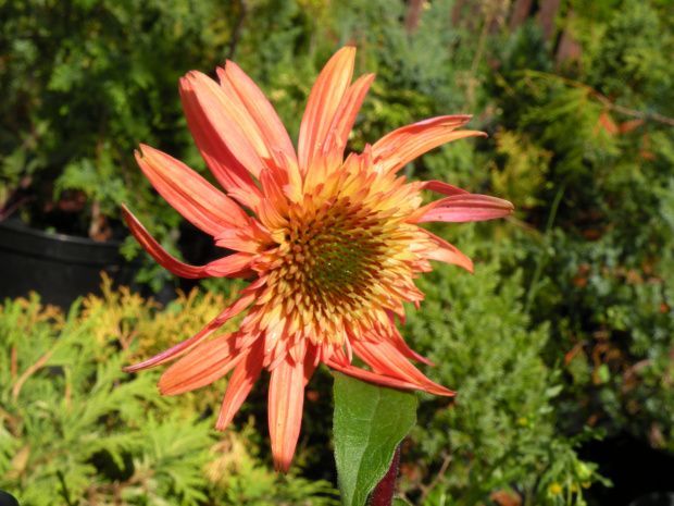 Echinacea 'Raspberry Truffle'