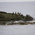 Kolonia kormoranów (Phalacrocorax carbo), Elie, Szkocja
