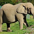 Słoń afrykański (Loxodonta africana)