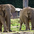 Słoń afrykański (Loxodonta africana)