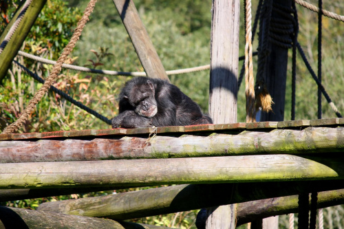 Szympans (Pan troglodytes)