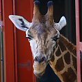 Żyrafa (Giraffa camelopardalis)