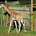 Żyrafa (Giraffa camelopardalis)