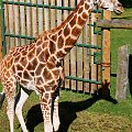 Żyrafa (Giraffa camelopardalis)