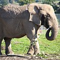 Słoń afrykański (Loxodonta africana)