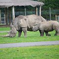 Nosorożec biały (Ceratotherium simum), matka z młodym