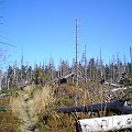 Gorce - las na Kudłoniu - zasnuja i wiatr zrobiły swoje :( #góry #beskidy #gorce #jesień #polany