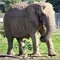 Słoń afrykański (Loxodonta africana)