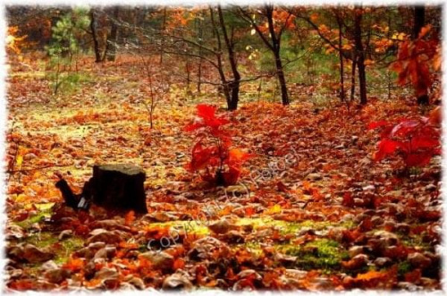 Barwy jesieni... #fotoel #BarwyJesieni #przyroda #las