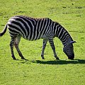 Zebra stepowa (Equus quagga)