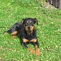 #rottweiler #rottka #fundacja #adopcje