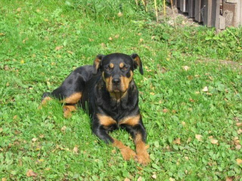 #rottweiler #rottka #fundacja #adopcje