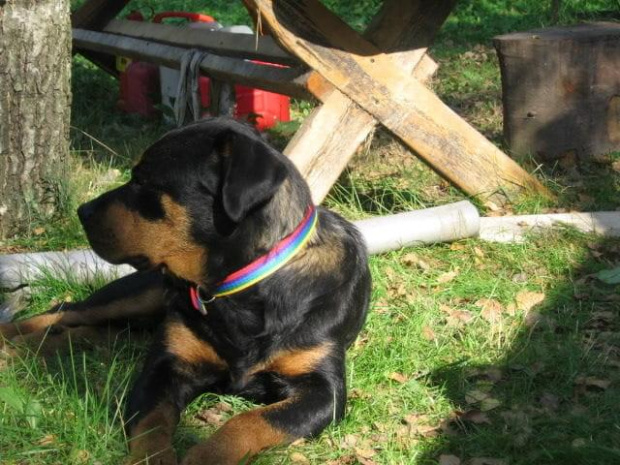 #rottweiler #rottka #fundacja #adopcje